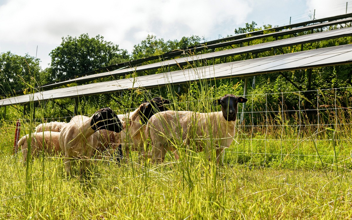 Schafe vor einer Freiflächen-PV-Anlage